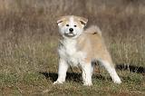 AKITA INU 003